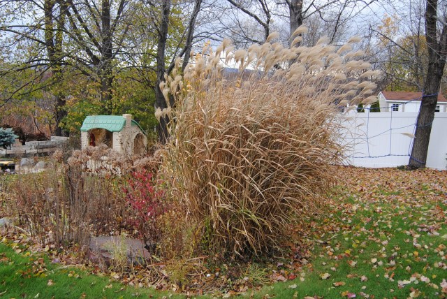 porcupine grass (miscanthus sinensis strictus) late fall