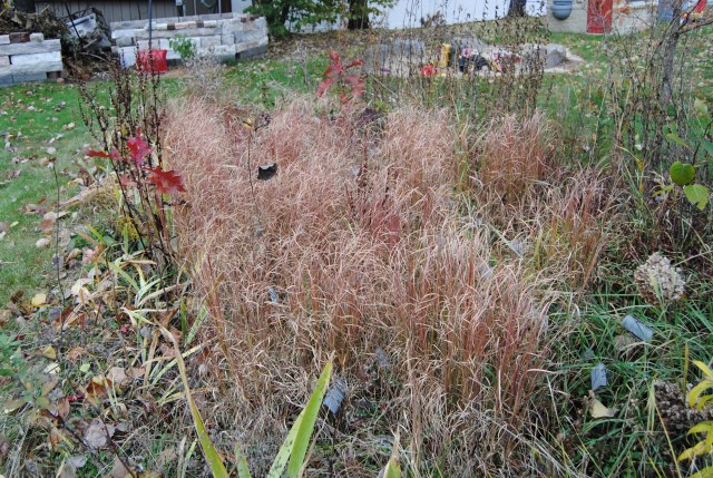 little bluestem selfsown into the daffodil bed little bluestem selfsown