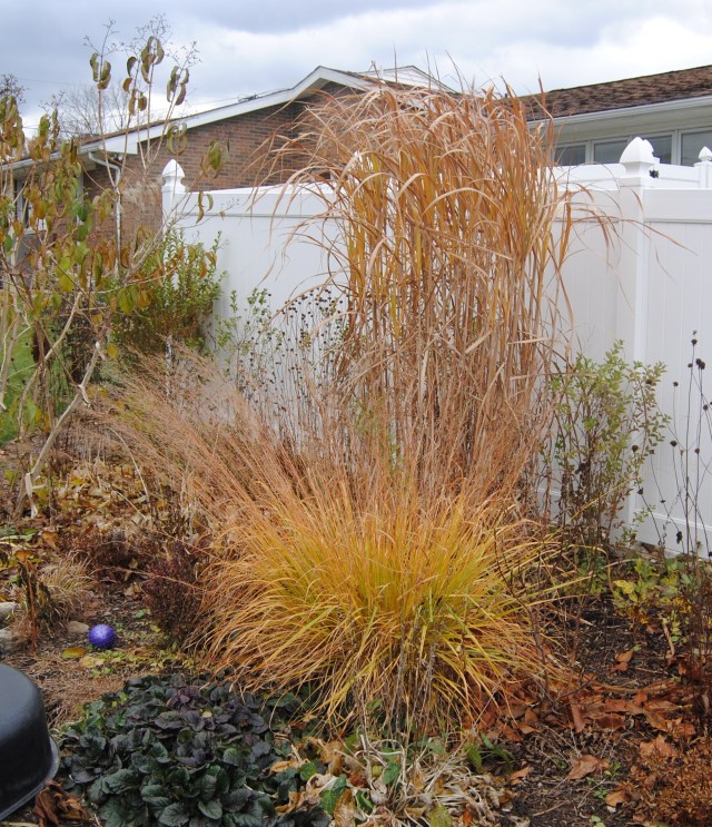 molina skyracer and miscanthus giganteus