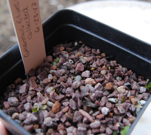 galanthus elwesii seedlings galanthus elwesii seedlings