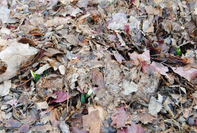 galanthus elwessi sprouts galanthus elwessi sprouts