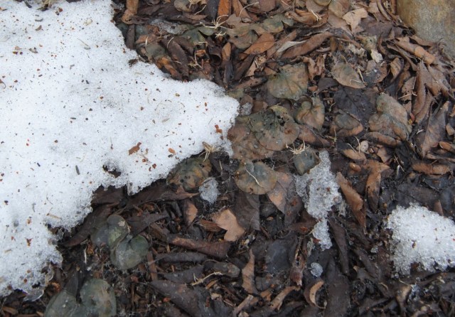 hardy cyclamen look dead