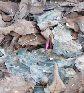 first cyclamen coum bloom
