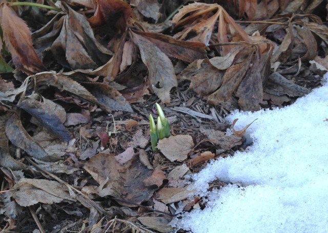 snowdrops and snow