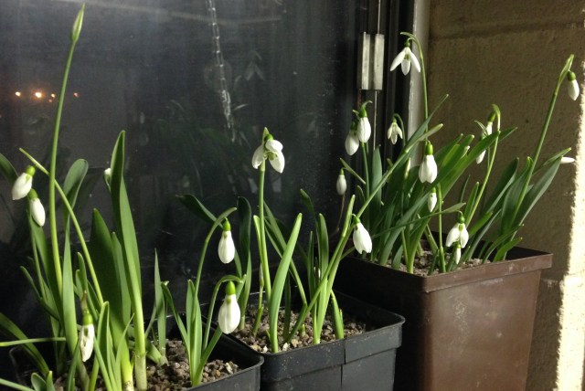 snowdrops on windowsill snowdrops on windowsill