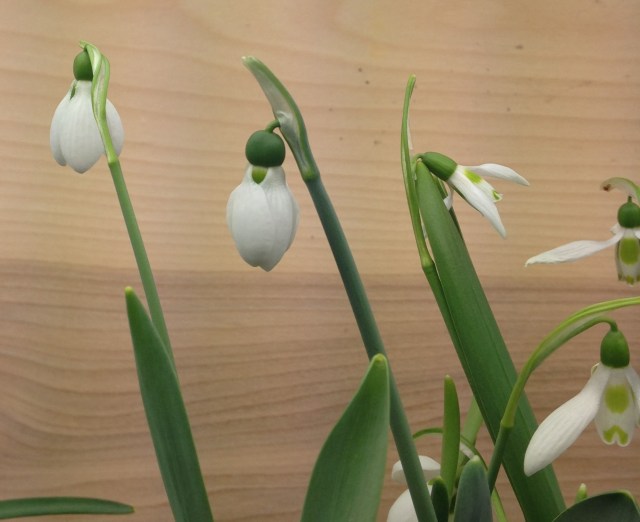 strong stem on galanthus strong stem on galanthus