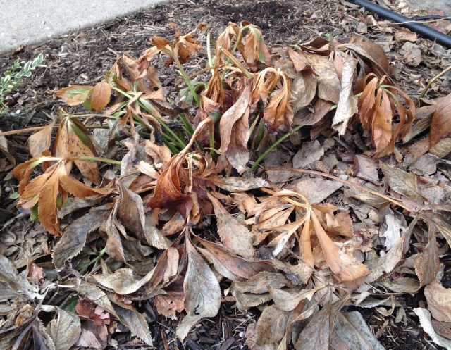 removing hellebore foliage