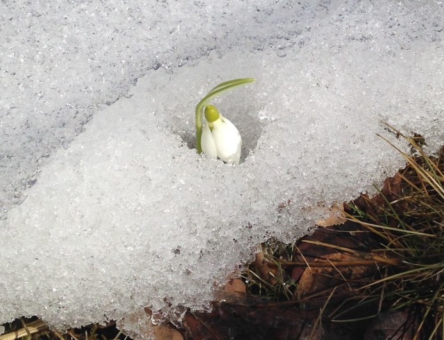 snowdrop emerging from snow