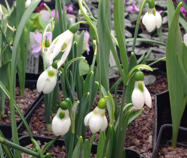 forced galanthus elwesii forced galanthus elwesii