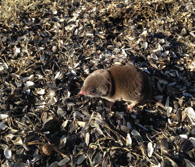 shrew at feeder shrew at feeder