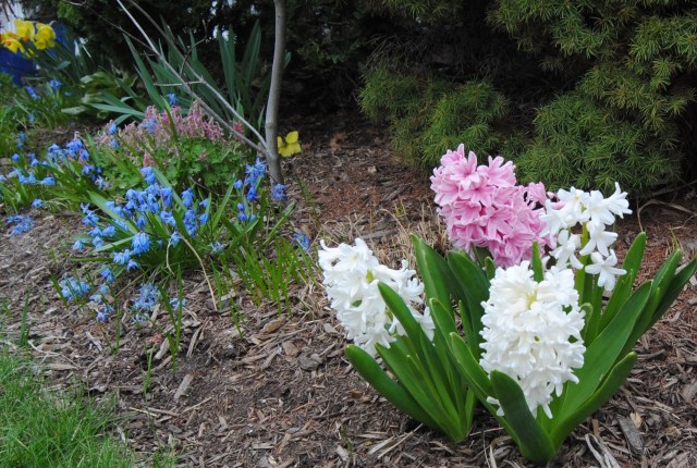 dutch hyacinths