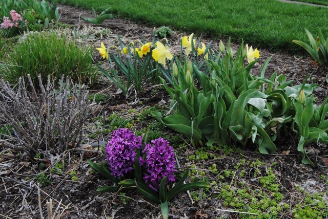 miss saigon hyacinth