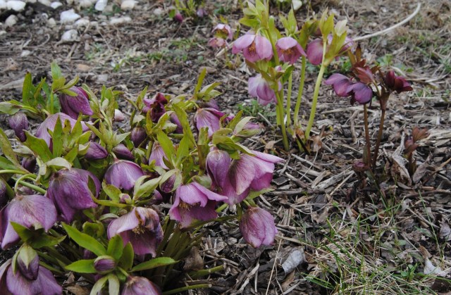 freeze damage on hellebores