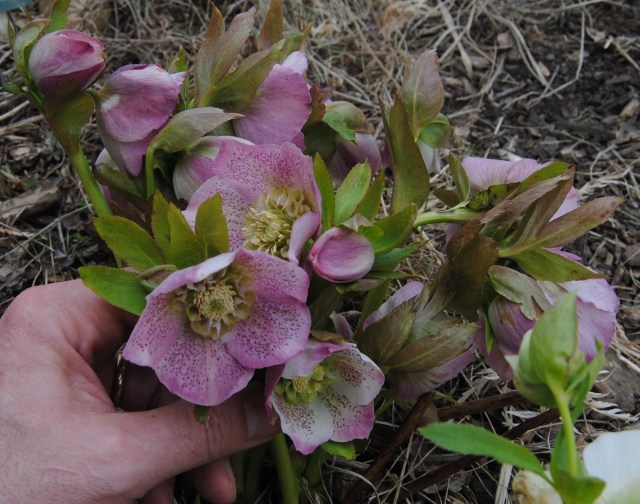 pink spotted anemone hellebore