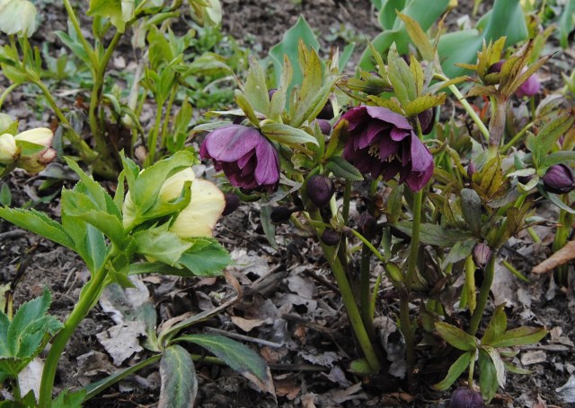 dark red double helleboe