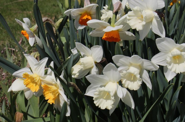 mixed daffodils