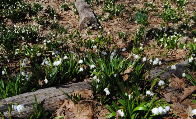 naturalized leucojum vernum