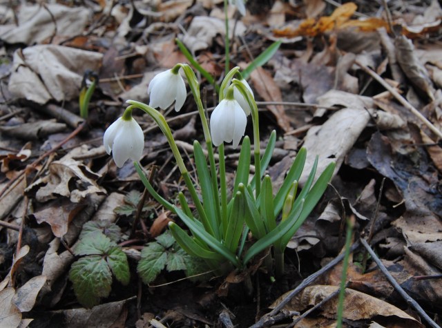 galanthus flocon de neige