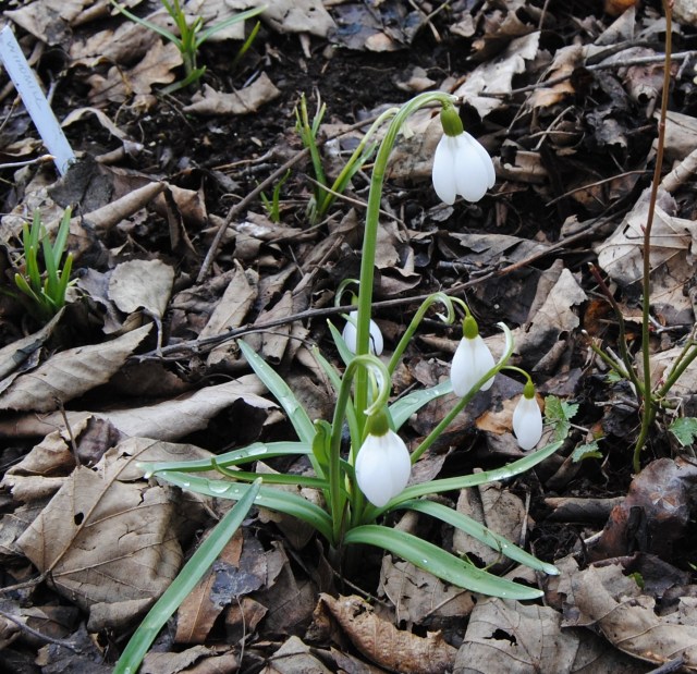 galanthus Mrs Thompson