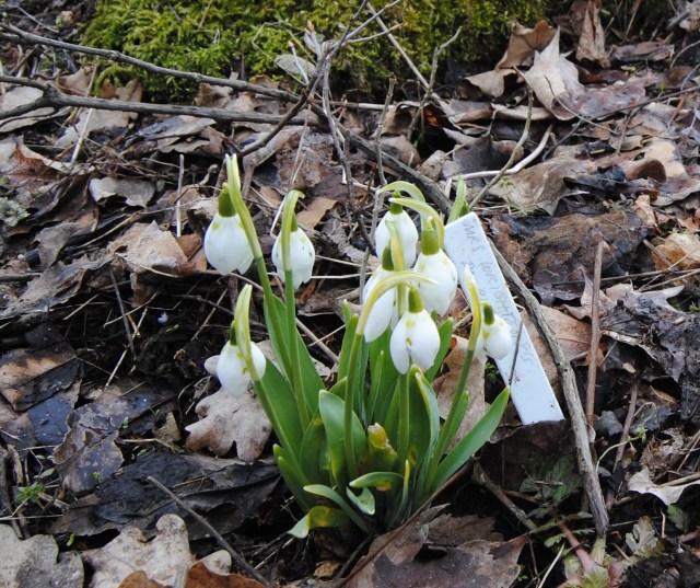 galanthus mrs wrightston's double