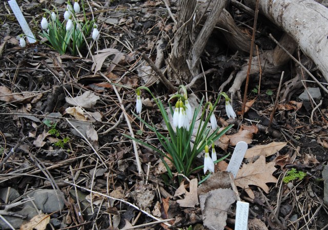 galanthus wasp and dodo norton