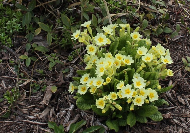 yellow primrose primula vulgaris