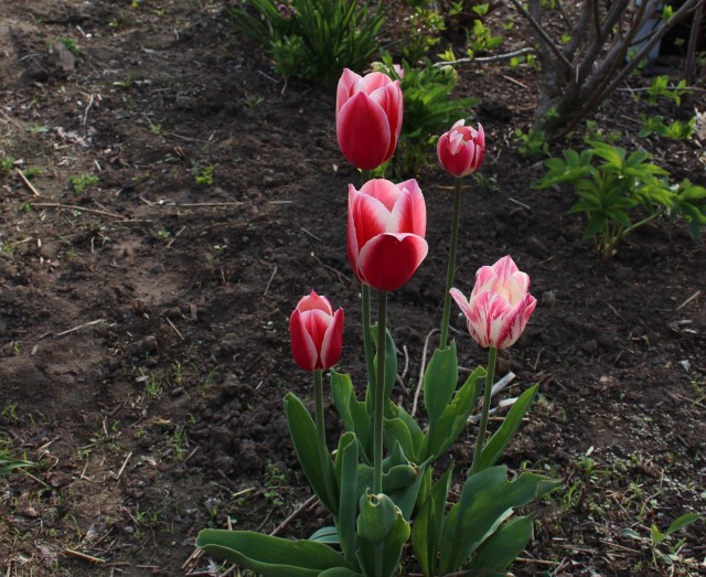 tulip "candy Apple Delight"