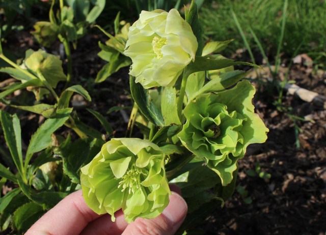 green double hellebore from elizabeth town seed