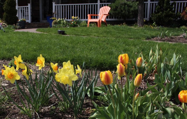 tulips and daffodils in a mixed border