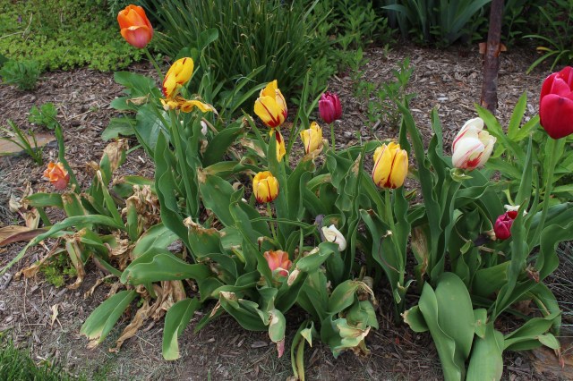 tulips damaged by late freeze