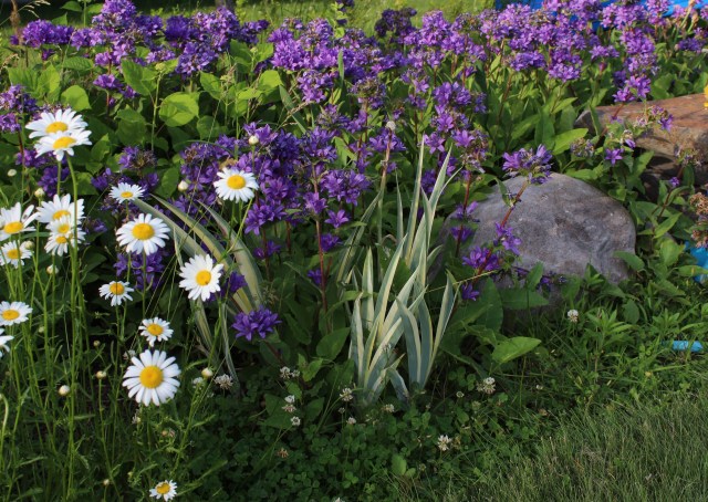 iris with campanula and daisies