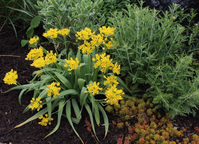 allium moly "jeannine"