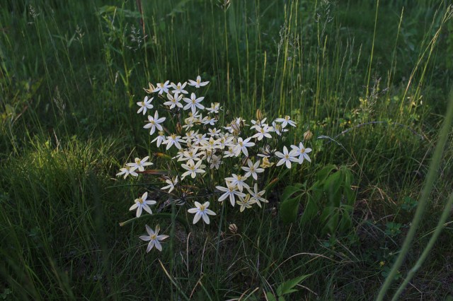 triteleia ixioides starlight