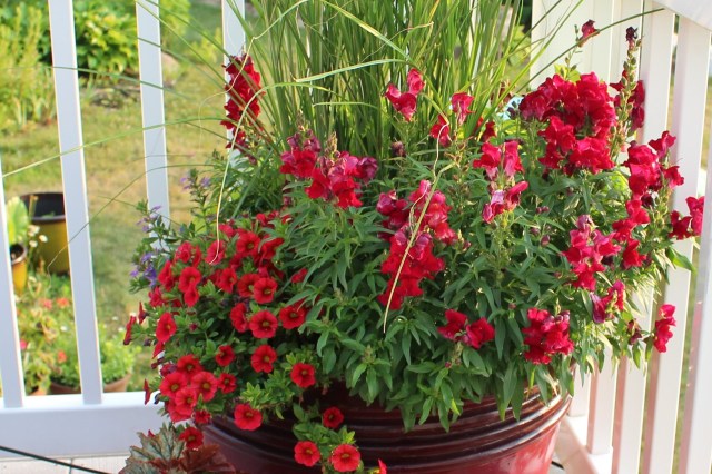 red snapdragons in a container