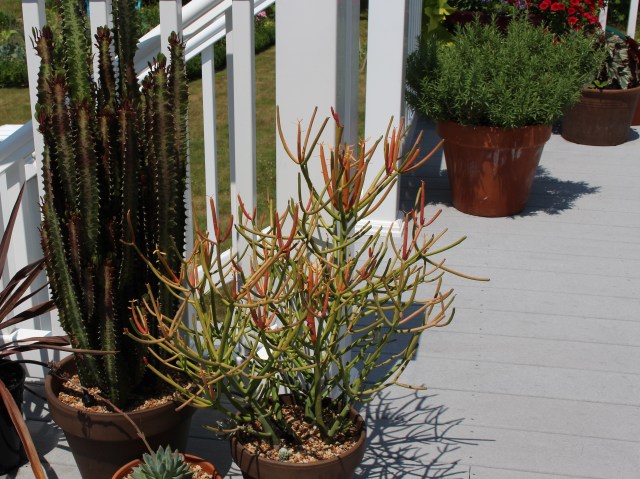 pencil succulent on deck