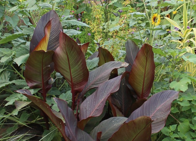 red russian canna