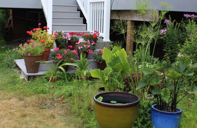 tropicals in containers