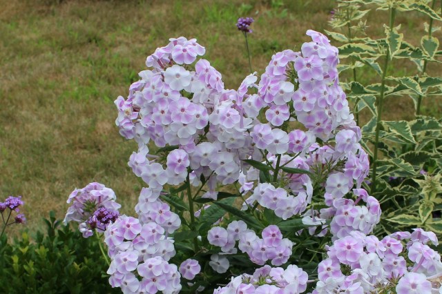 phlox blushing shortwood