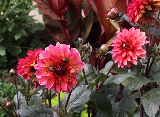 dahlia "goovy" with japanese beetles