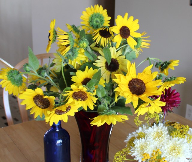 sunflowers from birdseed