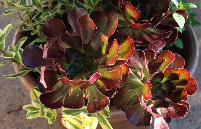 aeonium with variegated hebe
