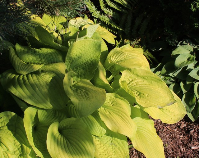 hosta august moon