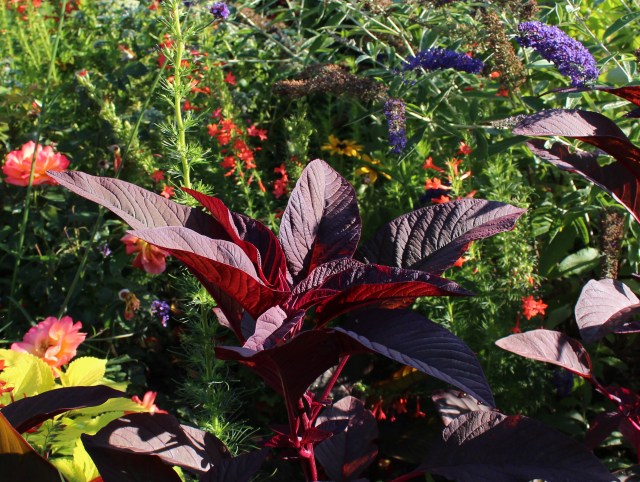 amaranthus hopi red dye