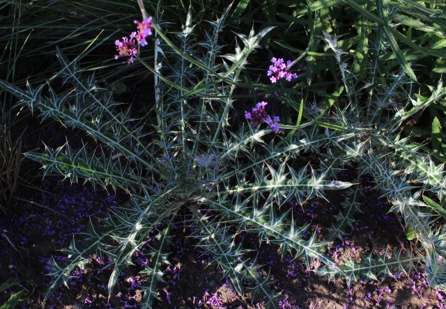 Ptilostemon diacantha