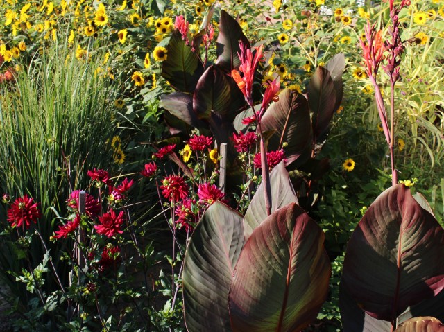 canna with perennials