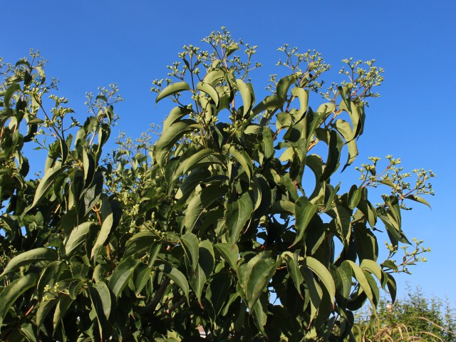 heptacodium miconioides leaves