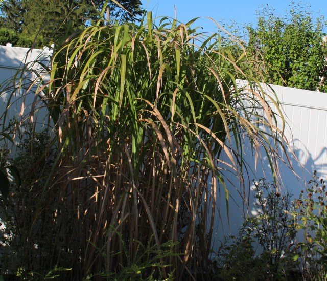 miscanthus giganteus