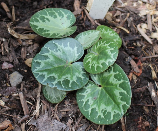 cyclamen purpurascens foliage