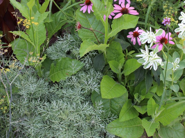 Powis castle Artemisia, snow on the mountain, nicotina, and Echinacea
