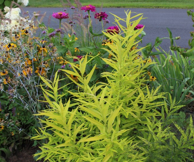 golden sunshine willow